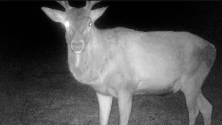 Il cervo sale sul Monte Fumaiolo e si mette... in posa davanti alla webcam VIDEO Il cervo sale sul Monte Fumaiolo e si mette... in posa davanti alla webcam VIDEO