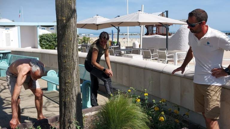 Bellaria, nuove piante d'arredo lungo viale Colombo Bellaria, nuove piante d'arredo lungo viale Colombo