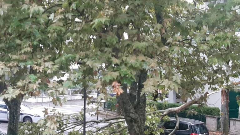 Marina di Ravenna, albero cade e colpisce un passante: portato in ospedale Marina di Ravenna, albero cade e colpisce un passante: portato in ospedale