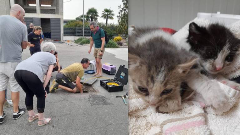 Lugo, 5 ore per salvare due gattini intrappolati in un tubo Lugo, 5 ore per salvare due gattini intrappolati in un tubo