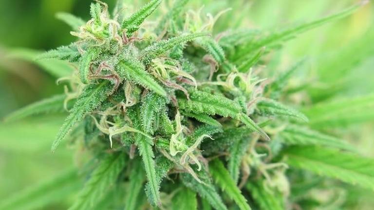 Il potere anti-infiammatorio della cannabis light che la scienza lo conferma Il potere anti-infiammatorio della cannabis light che la scienza lo conferma