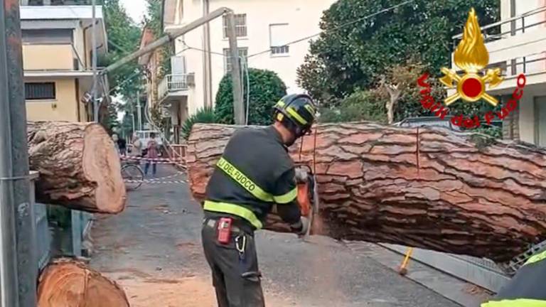 Bellaria, crolla un albero sui binari: treno bloccato e 23 passeggeri evacuati sulla linea Rimini-Ravenna Bellaria, crolla un albero sui binari: treno bloccato e 23 passeggeri evacuati sulla linea Rimini-Ravenna