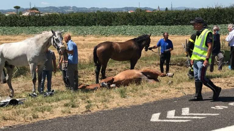 Cavallo morto in un incidente in A14 a Cesena Cavallo morto in un incidente in A14 a Cesena