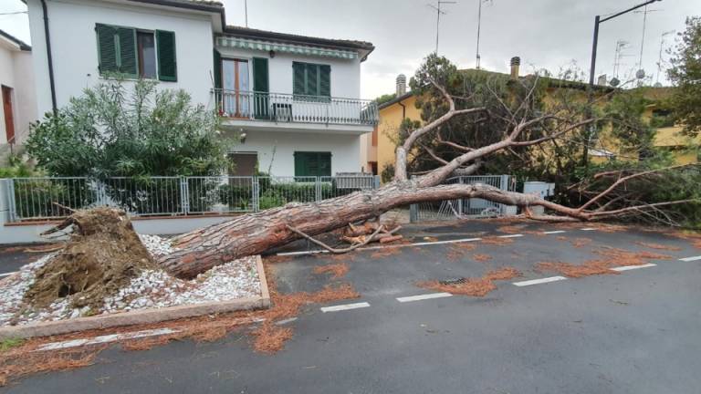 Maltempo, a Ravenna crolla un pino in Via Zara Maltempo, a Ravenna crolla un pino in Via Zara