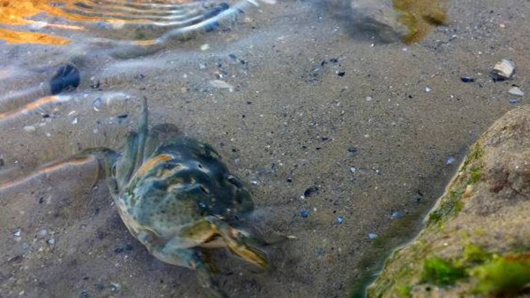Cattolica, “Basta granchi e pesci nel secchiello: così li si condanna a morte» Cattolica, “Basta granchi e pesci nel secchiello: così li si condanna a morte»