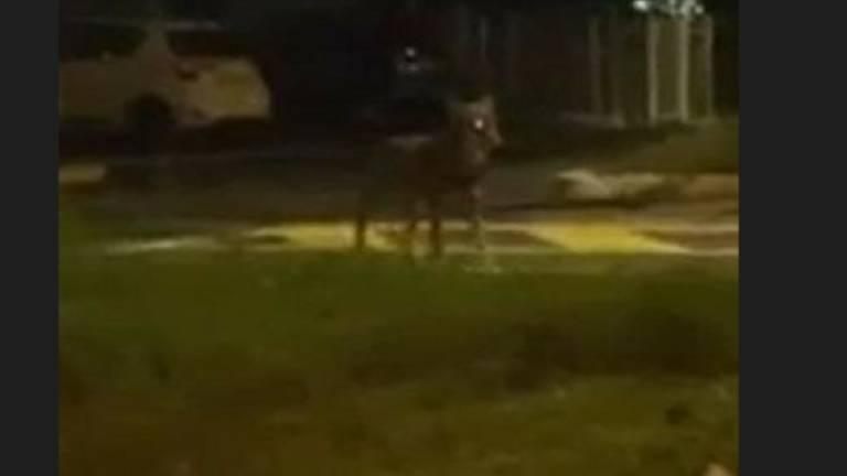 I lupi continuano a muoversi tra le zone residenziali di Cesena VIDEO I lupi continuano a muoversi tra le zone residenziali di Cesena VIDEO