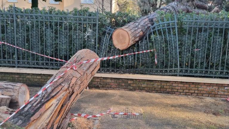 Alberi pericolanti, danni e fango: pulizie in corso a Riccione Alberi pericolanti, danni e fango: pulizie in corso a Riccione