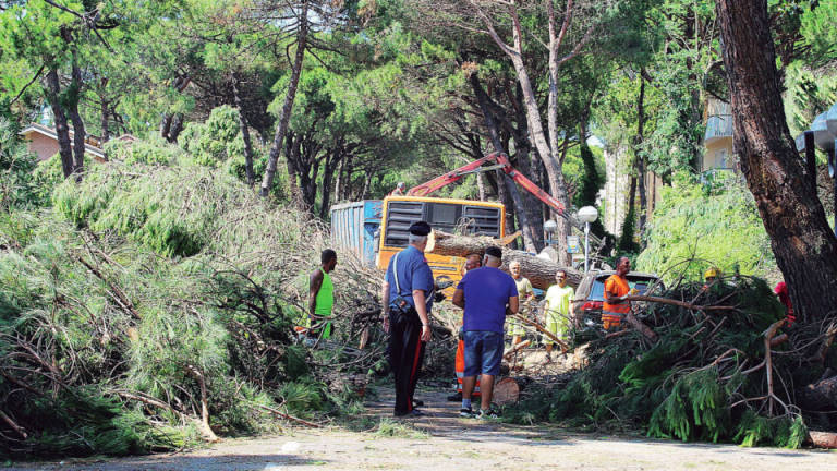 Cervia, prendono il via i lavori nella pineta ferita dalla tromba d’aria Cervia, prendono il via i lavori nella pineta ferita dalla tromba d’aria