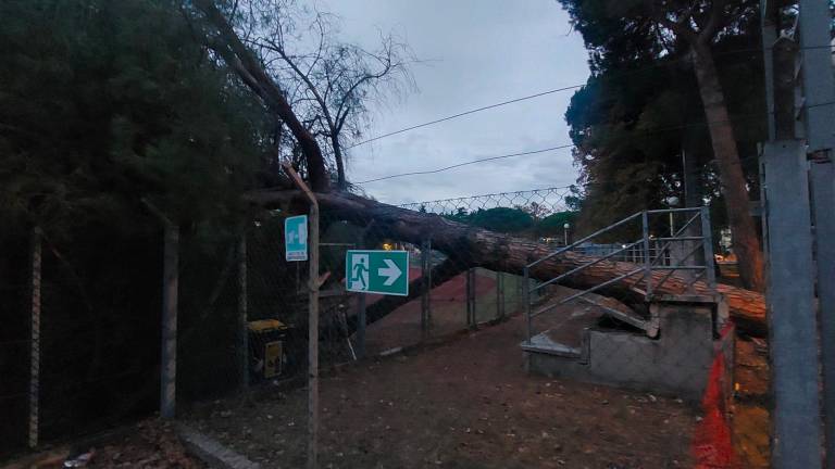 Cesenatico, grosso albero caduto sulla pista di atletica Cesenatico, grosso albero caduto sulla pista di atletica
