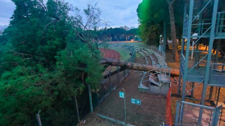 Cesenatico, grosso albero caduto sulla pista di atletica Cesenatico, grosso albero caduto sulla pista di atletica