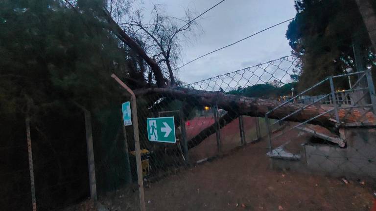 L’albero caduto L’albero caduto