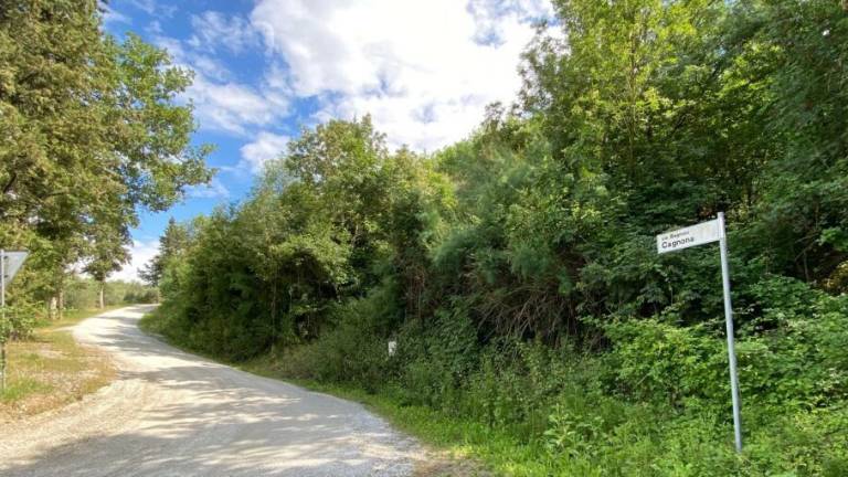 Aggredito a Sogliano da uno sciame di vespe e salvato in elicottero Aggredito a Sogliano da uno sciame di vespe e salvato in elicottero