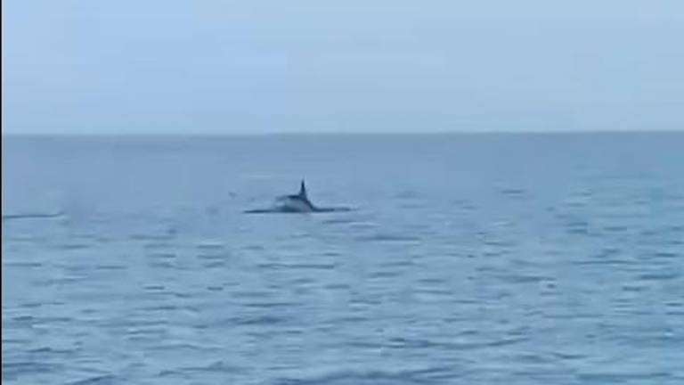 Delfini in azione nelle acque di Cesenatico a 200 metri dalla costa VIDEO Delfini in azione nelle acque di Cesenatico a 200 metri dalla costa VIDEO