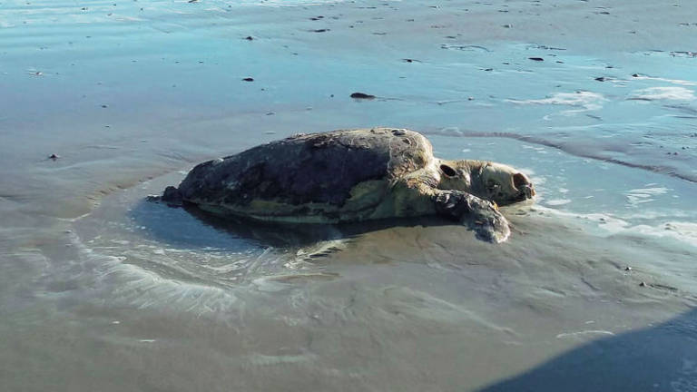 Spiaggiate tre tartarughe morte a Rimini Spiaggiate tre tartarughe morte a Rimini