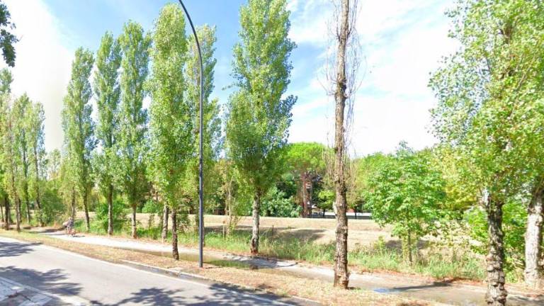 Ravenna, 62 alberi da abbattere in via Galilei Ravenna, 62 alberi da abbattere in via Galilei