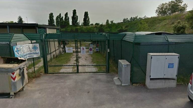 Stipulata la nuova convenzione per il gattile di Cesena Stipulata la nuova convenzione per il gattile di Cesena