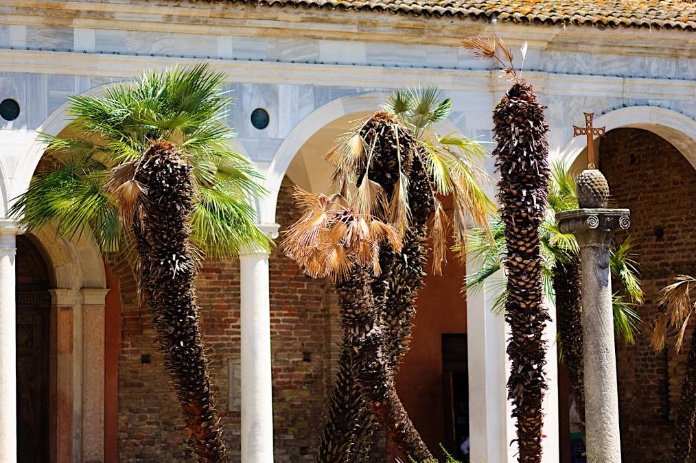 Ravenna, le palme di sant’Apollinare Nuovo si stanno seccando: ecco la causa