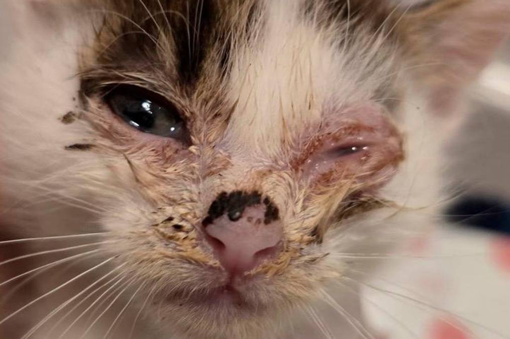 Le condizioni in cui i cuccioli spesso vengono trovati