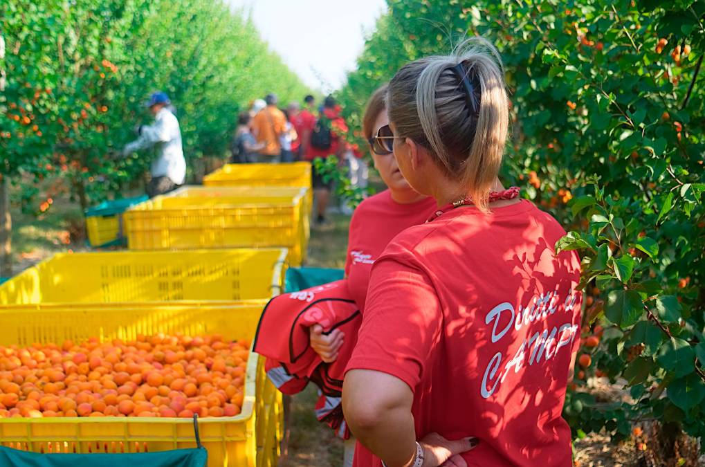 Ravenna, le Brigate del Lavoro della Flai Cgil nei campi contro lo sfruttamento dei braccianti VIDEO