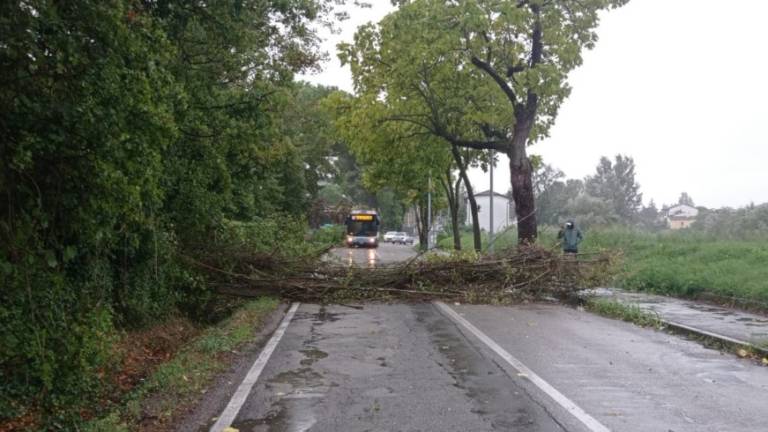 Maltempo a Forlì: il vento abbatte alberi in serie sulle strade - Gallery