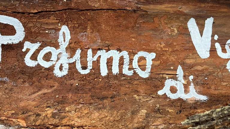 Profumo di vigna: domenica di “Ecotrail” sulle colline sopra Rio Marano