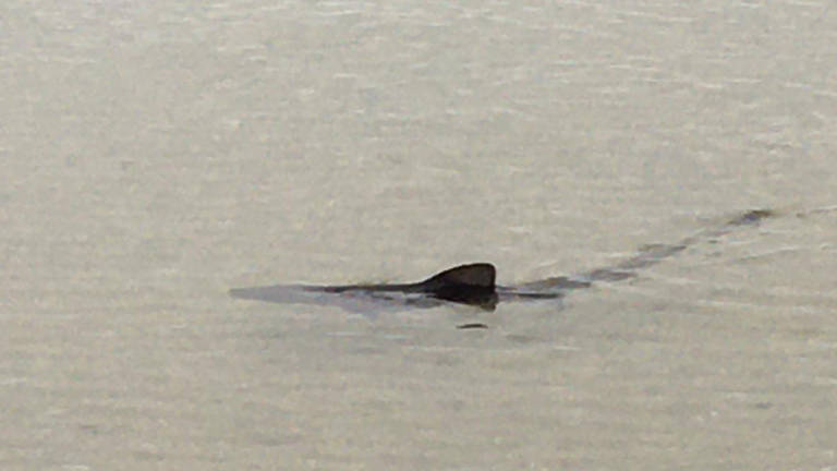 Rimini, avvistato uno squalo elefante