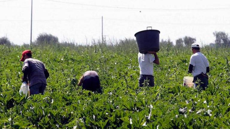 Turismo e agricoltura. Lunedì 25 marzo 2024 click day per 89mila lavoratori stagionali