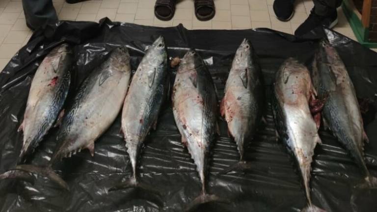 Cesenatico, la Finanza sequestra 40 chili di tonno e li dona alla Caritas di Viserba