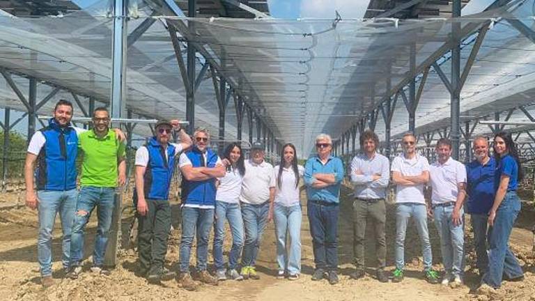 Faenza, kiwi ed energia per l’imolese iGreen System: con il nuovo modello agrivoltaico avanzato il raccolto è doppio