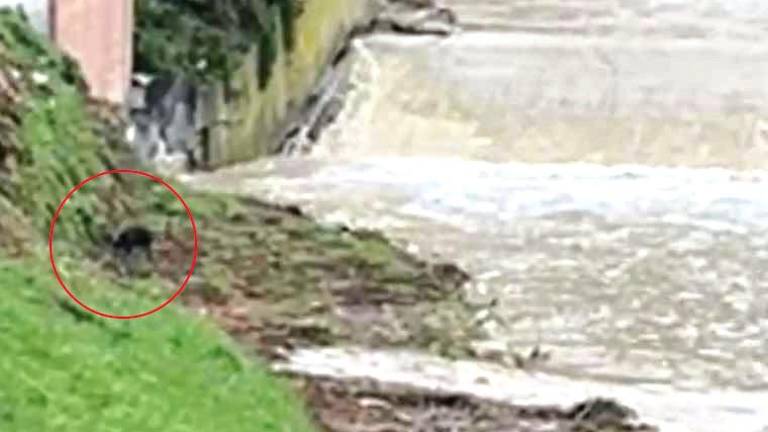 Il cane salvato dal ragazzo, poco prima che cadesse nel fiume