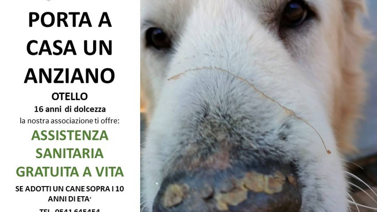 Riccione, per i cani anziani adottati al canile assistenza sanitaria gratuita a vita