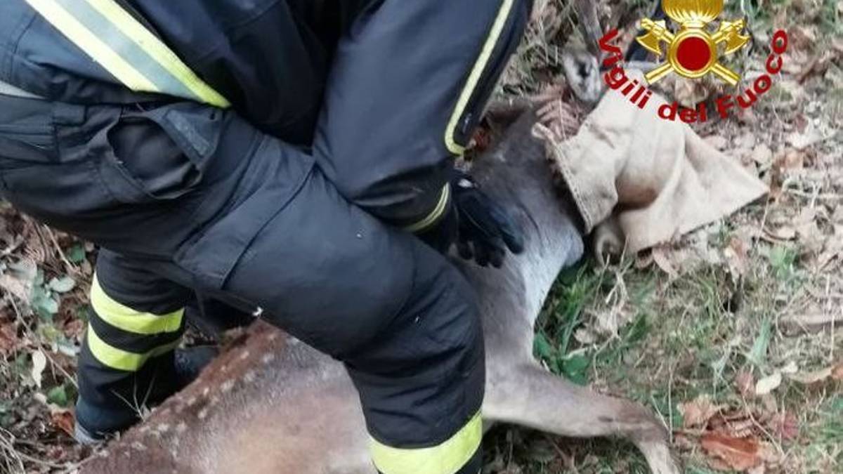 Salvati due daini finiti in una buca a Poggio alla Lastra