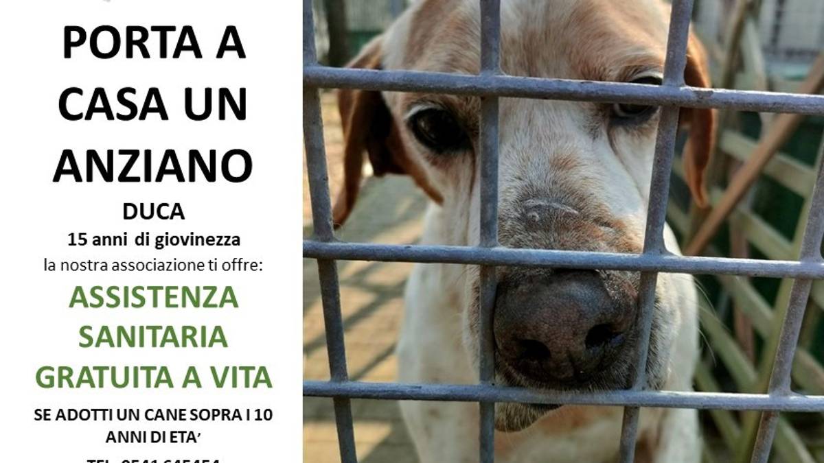 Riccione, Duca a 15 anni è in canile: l'anziano proprietario non può prendersene cura