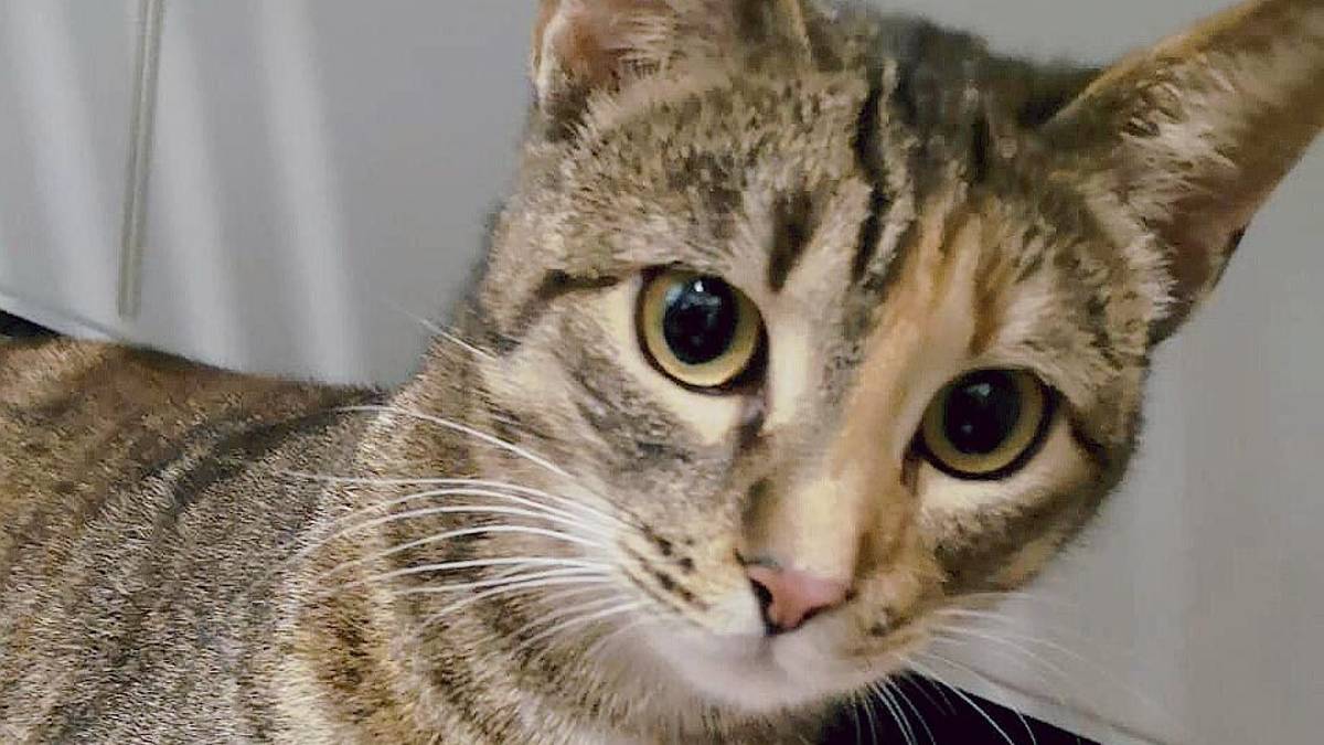 Bloccato per giorni sull’albero, salvo il “gatto scalatore”