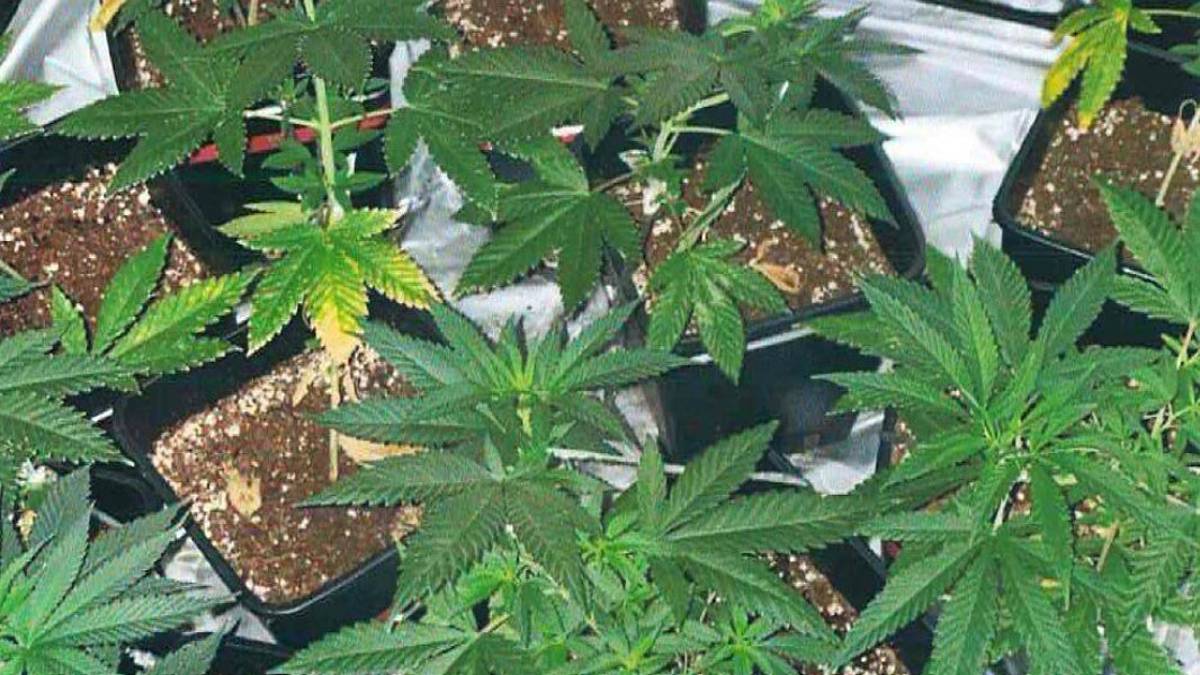 Premilcuore. Coltivavano marijuana, arrestati due giovani