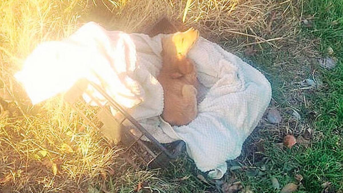Cuccioli abbandonati a Faenza, l’Enpa parte civile