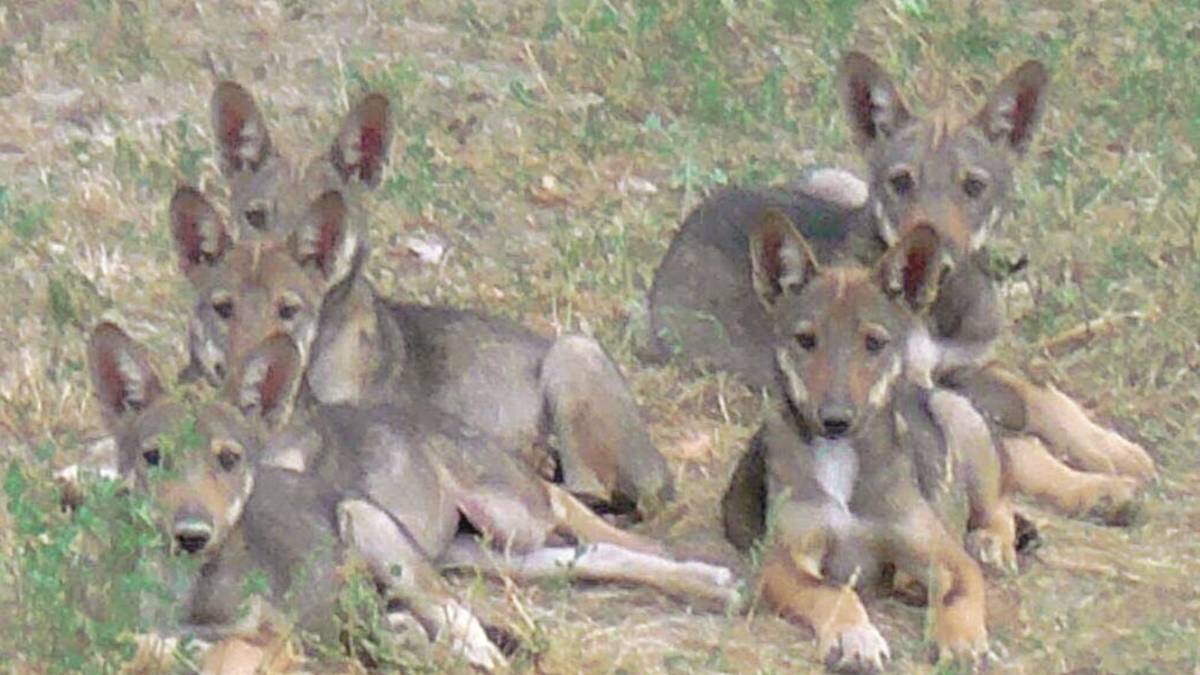Dieci lupi sulla provinciale in Valconca