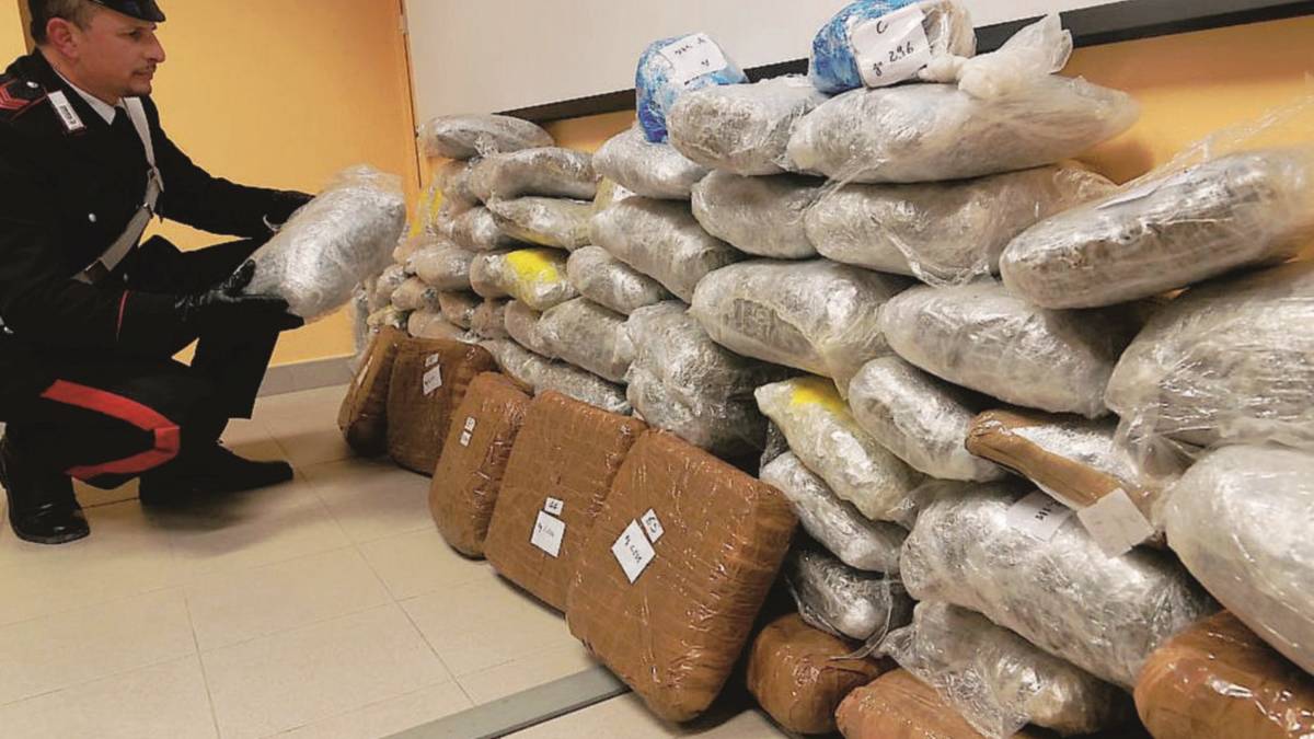 Sequestrato un quintale di marijuana