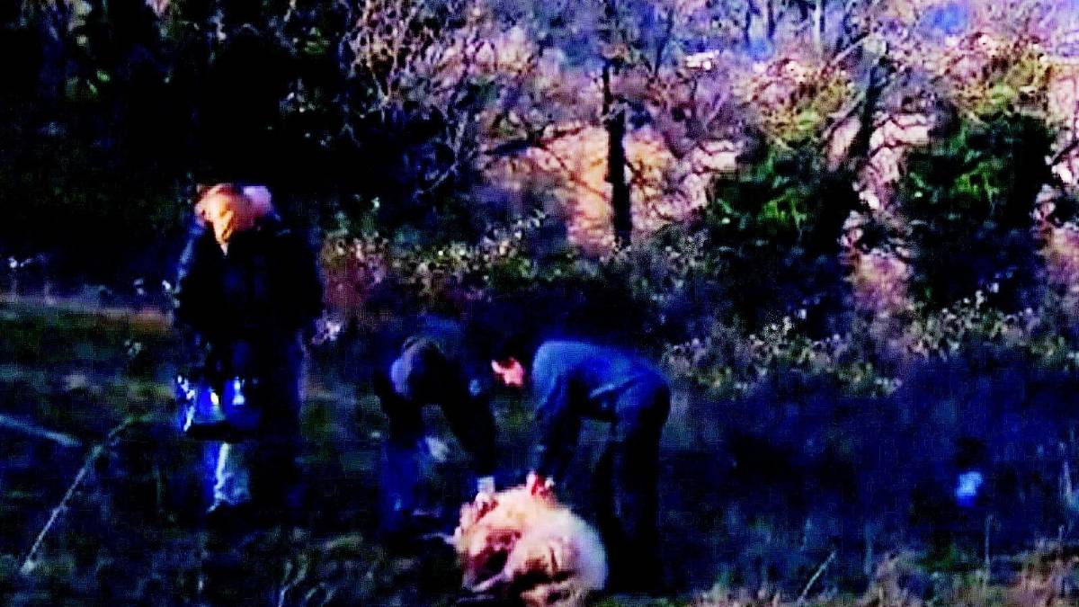 Pecora sbranata da un lupo