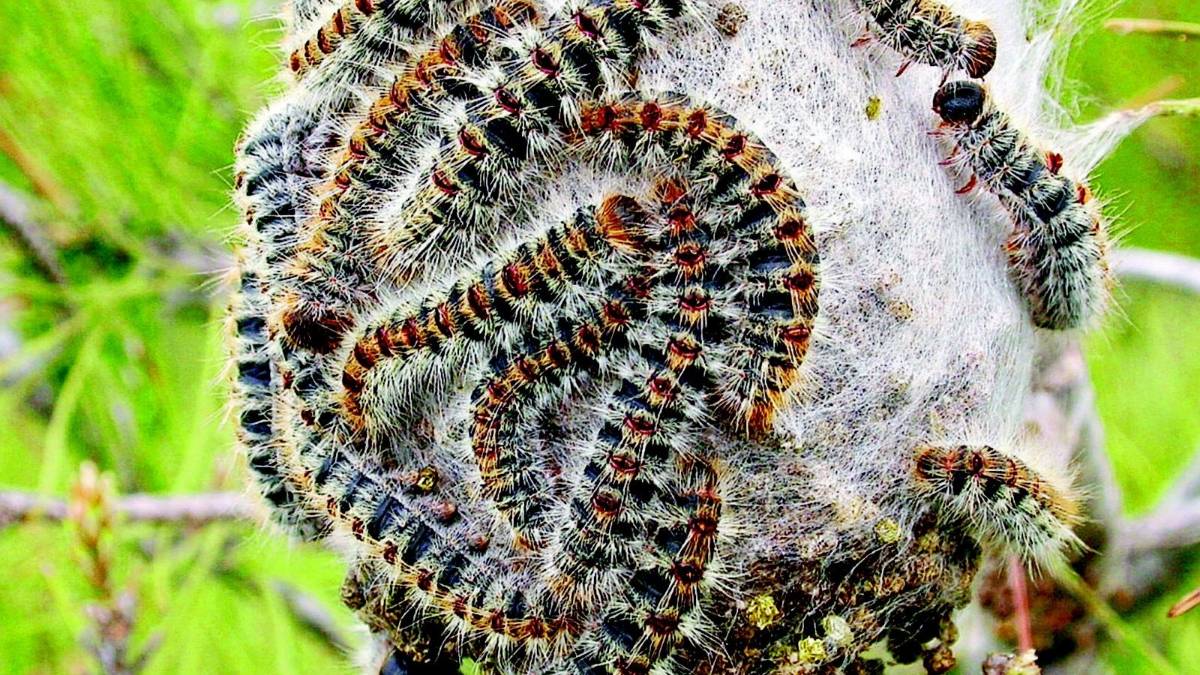 Obbligatoria la lotta alla processionaria dei pini