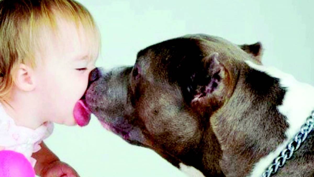 Aggredita e trascinata via da un pitbull