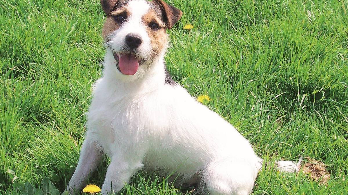 Litiga con la fidanzata e le brucia il cane