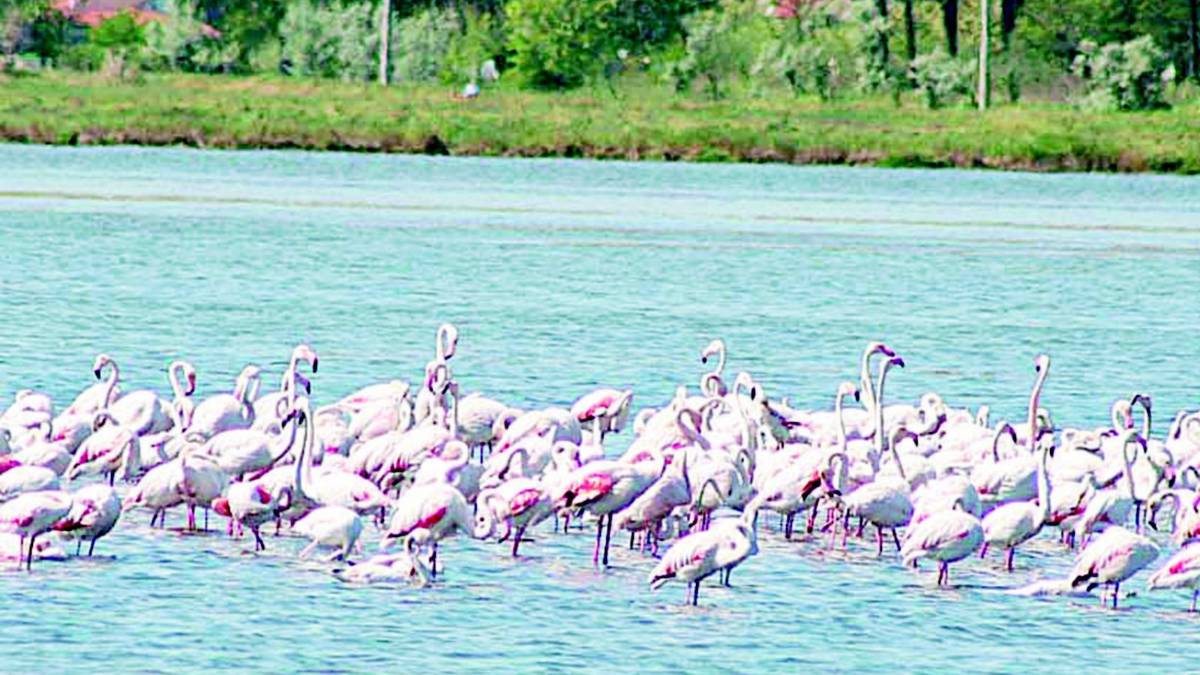 L'Università studia i crostacei delle saline
