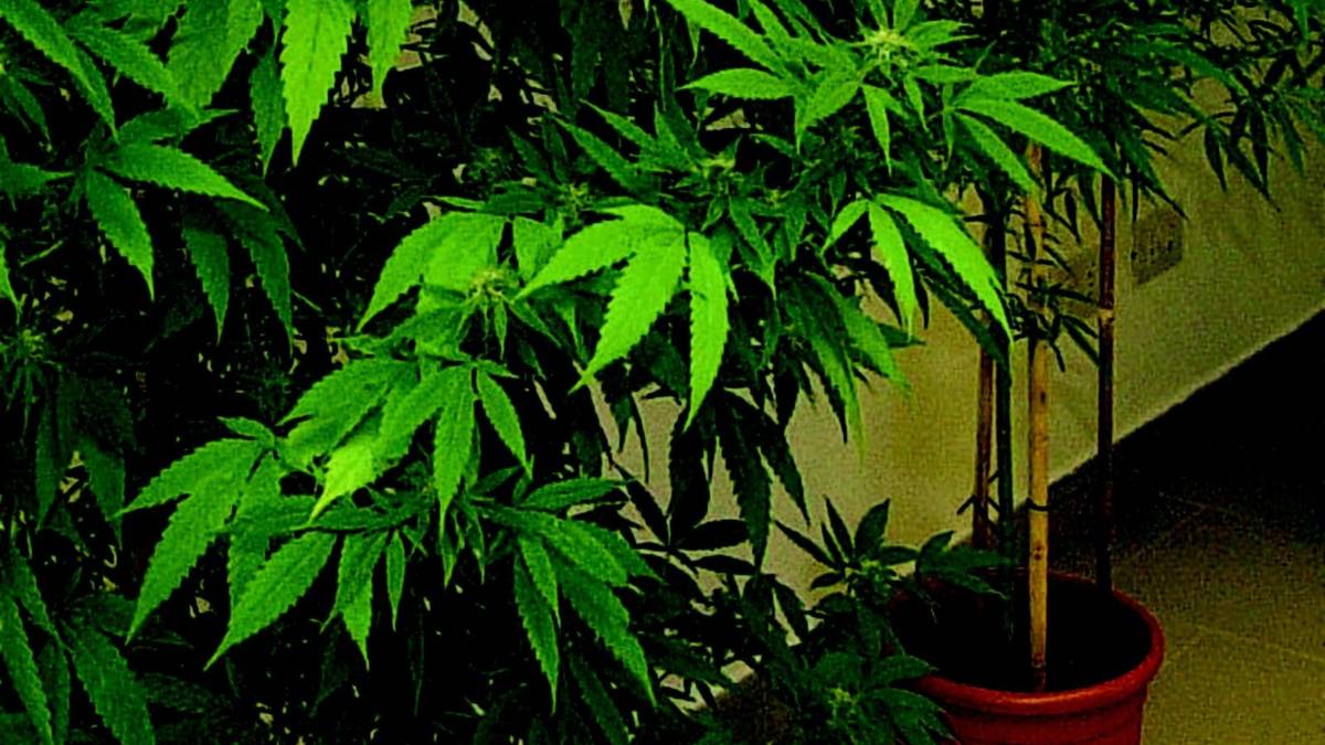 «Coltivo droga col permesso dei miei»