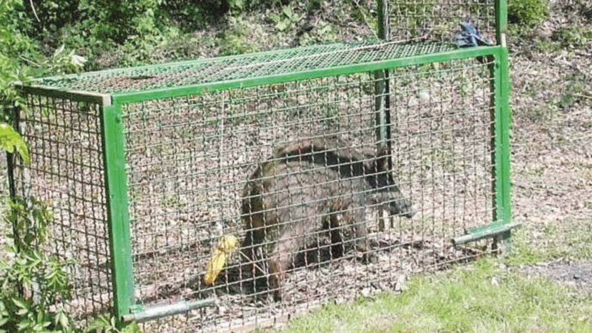 Patto anti cinghiali: la carne sarà venduta