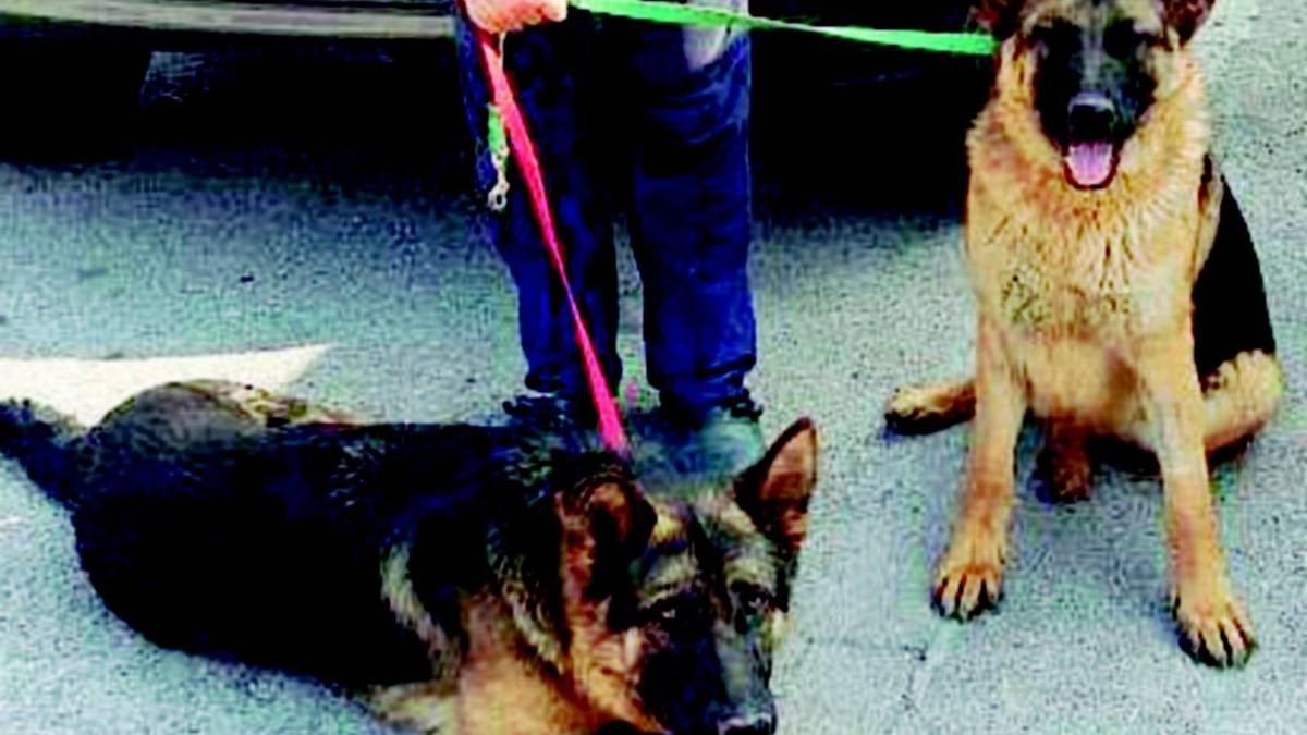 La triste storia di Jordy e Jody: denutriti, salvati, adottati e poi rifiutati