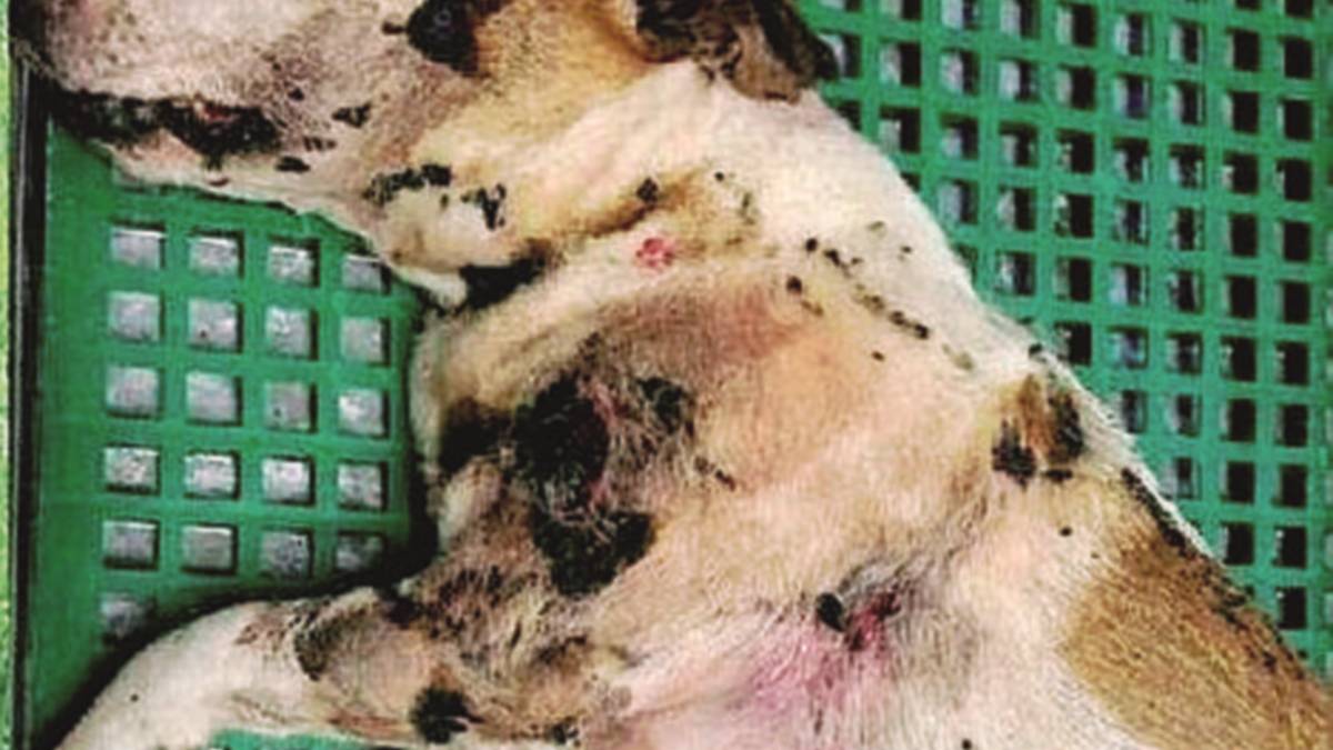 Il cuore ha ceduto, il cane bruciato è morto