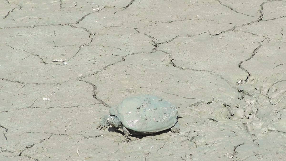 Svuotano il laghetto, muoiono gli animali