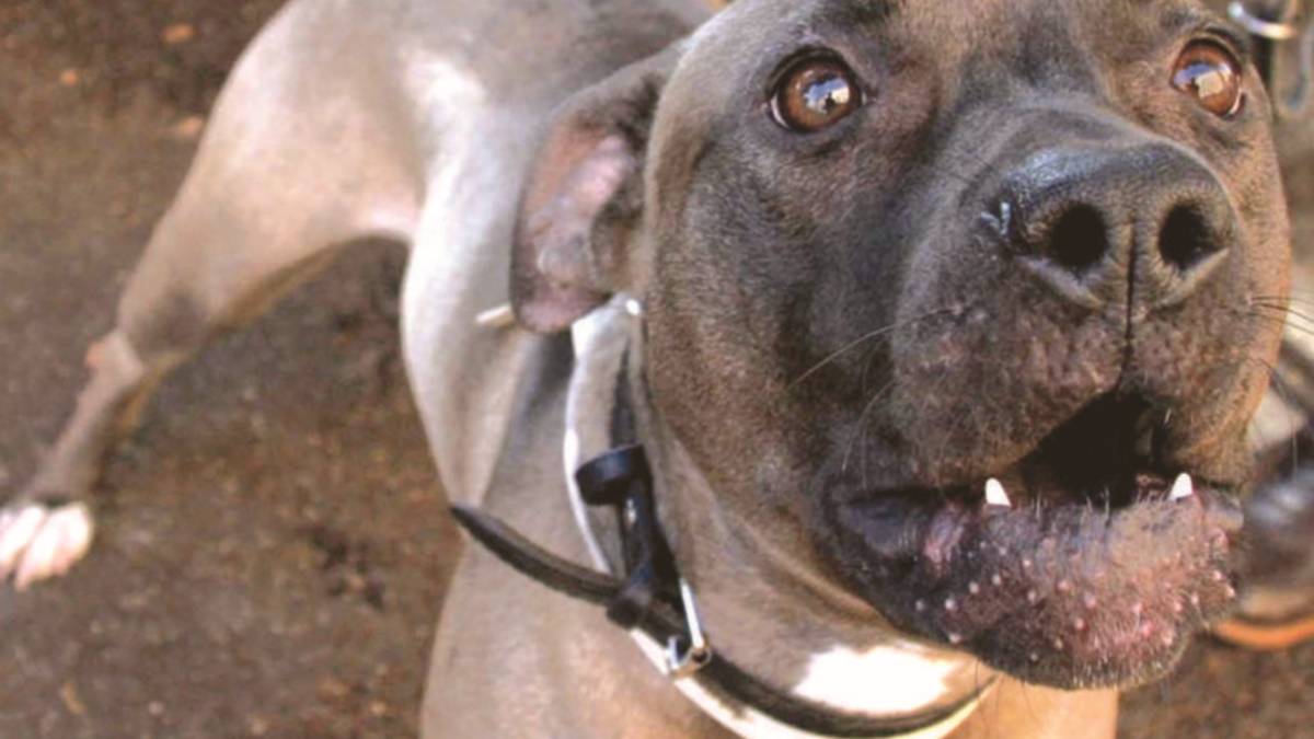 Castel Bolognese, due bambine azzannate da un rottweiler