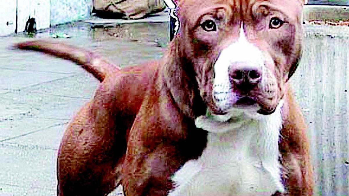 Lite notturna fra due fidanzati:il pitbull di lei azzanna entrambi